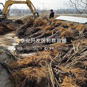 丰产黄无花果苗、丰产黄无花果苗价格及报价