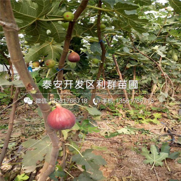 无花果树苗