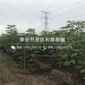 无花果树苗出售基地、无花果树苗价格及报价