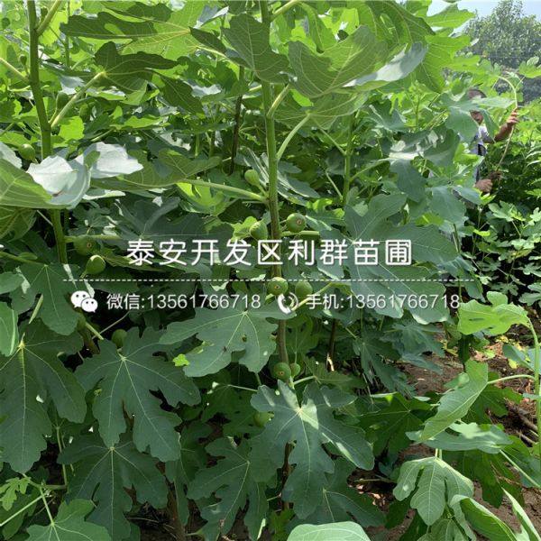 无花果树苗