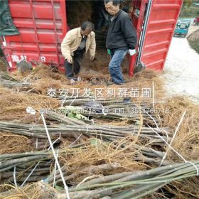 加州黑无花果苗品种介绍、加州黑无花果苗多少钱一棵