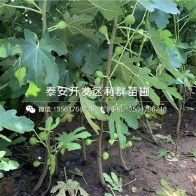 布兰瑞克无花果苗、布兰瑞克无花果苗批发