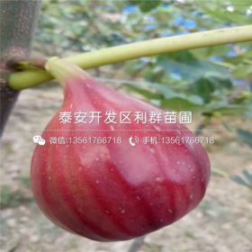 布兰瑞克无花果树苗、布兰瑞克无花果树苗报价