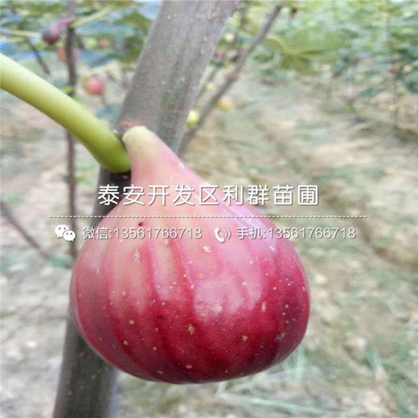 无花果树苗