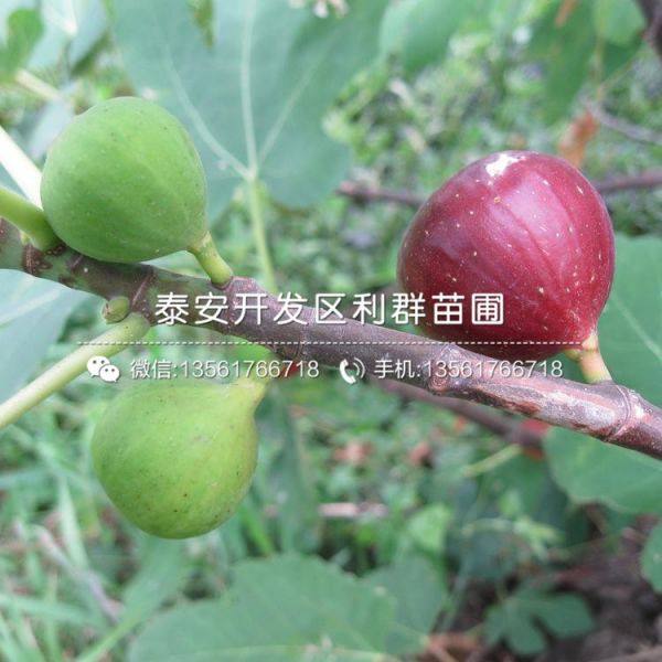 无花果树苗