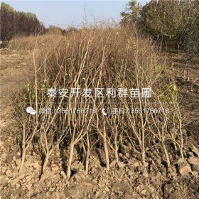 大青皮石榴树苗、大青皮石榴树苗价格及基地