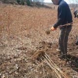 雙季紅樹莓苗栽種技術(shù) 什么時(shí)候栽植樹莓苗