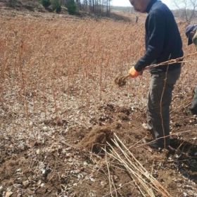 雙季紅樹莓苗栽種技術(shù) 什么時候栽植樹莓苗