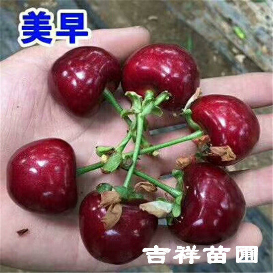 大樱桃树苗