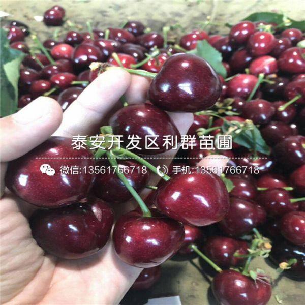 紅妃櫻桃苗多少錢(qián)一棵、2020年紅妃櫻桃苗價(jià)格及報(bào)價(jià)