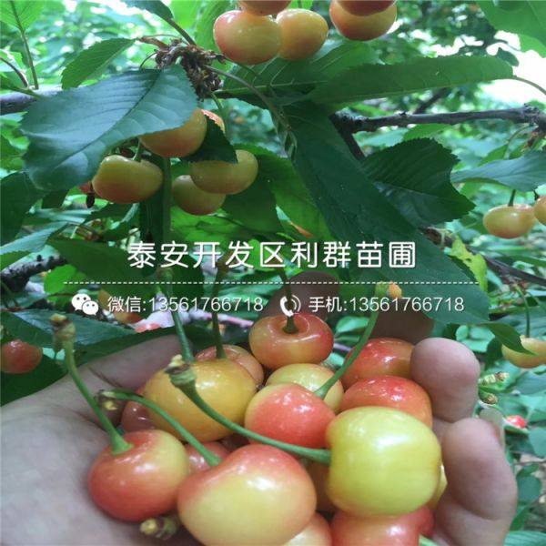 砂蜜豆樱桃苗哪里有卖、砂蜜豆樱桃苗多少钱一棵