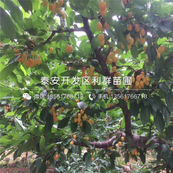 砂蜜豆樱桃苗哪里有卖、砂蜜豆樱桃苗多少钱一棵