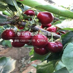 俄羅斯八號櫻桃苗、俄羅斯八號櫻桃樹苗價格多少