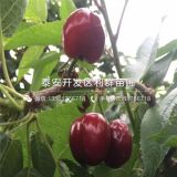 紅燈櫻桃樹苗、紅燈櫻桃樹苗價(jià)格