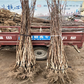 甜山楂树苗，甜山楂树苗价格，甜山楂树苗基地