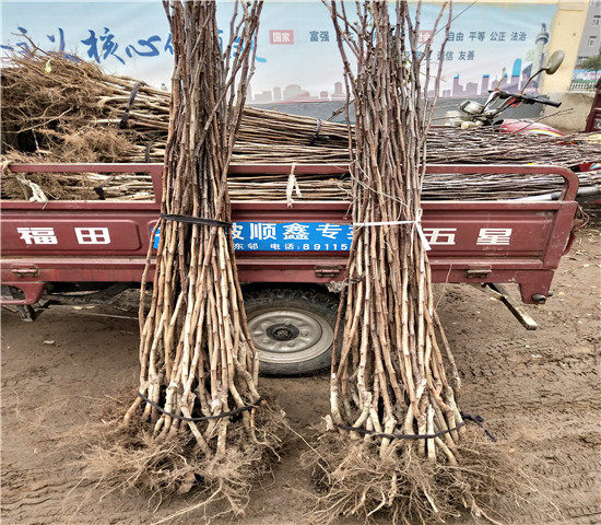 粉口山楂树苗