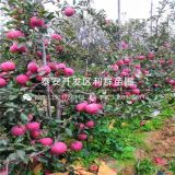 紅肉蘋果樹苗價格、2020年紅肉蘋果樹苗價格