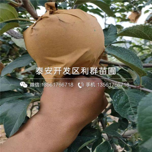 苹果树苗