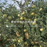 眾成1號蘋果苗、眾成1號蘋果苗基地