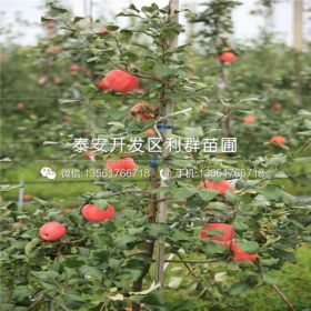 秦脆苹果树苗、秦脆苹果树苗多少钱一棵