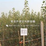 華碩蘋果苗價格、2020年華碩蘋果苗價格