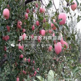 鲁丽苹果苗新品种、鲁丽苹果苗多少钱一棵