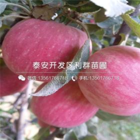 山东苹果树苗、山东苹果树苗价格及基地