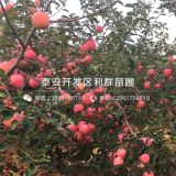 煙富3號(hào)蘋果苗價(jià)格、煙富3號(hào)蘋果苗多少錢一棵