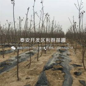 懒富苹果树苗、懒富苹果树苗价格及报价