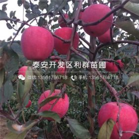 哪里有黑苹果树苗/黑苹果树苗新品种/黑苹果树苗价格多少