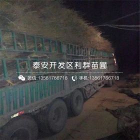 中梨1号梨树苗、中梨1号梨树苗多少钱一棵