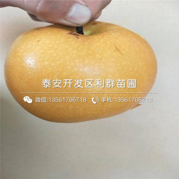 梨树苗