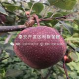 哪里有早紅考密斯梨樹苗、早紅考密斯梨樹苗價(jià)格多少