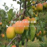 新梨7號(hào)梨樹(shù)苗、新梨7號(hào)梨樹(shù)苗報(bào)價(jià)及價(jià)格