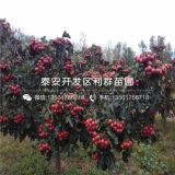 甜紅山楂苗/甜紅山楂樹苗/甜紅山楂樹苗價(jià)格