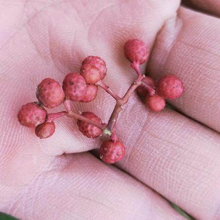 獅子頭花椒苗