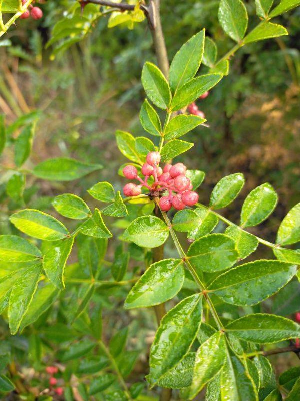 獅子頭花椒苗