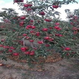 5公分华硕苹果苗苹果苗品种介绍矮化苹果苗