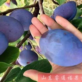 西梅蓝蜜李子苗1~1.5米哪里卖，一棵卖多少钱