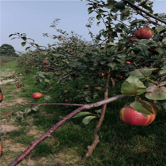 早酥紅梨樹(shù)苗