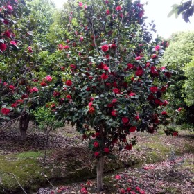 冠幅250公分茶花樹(shù)苗價(jià)格 浙江茶花基地