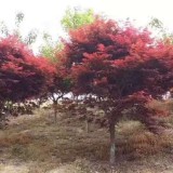 紅楓樹苗報(bào)價(jià)表 紅楓專業(yè)種植基地