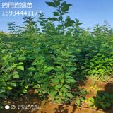 連翹苗，連翹苗價格，山西連翹苗800畝種植基地