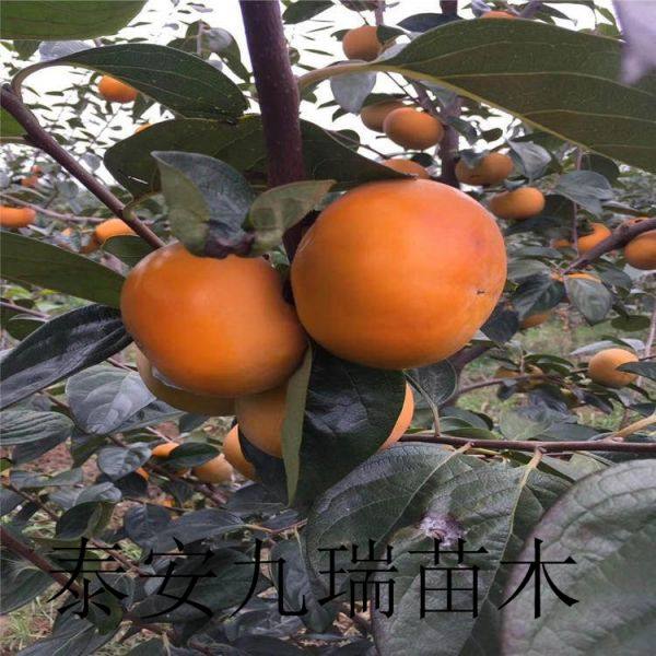 柿子樹苗