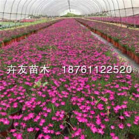 沭阳欧石竹基地 价格0.45元/棵 欧石竹小苗草花地被