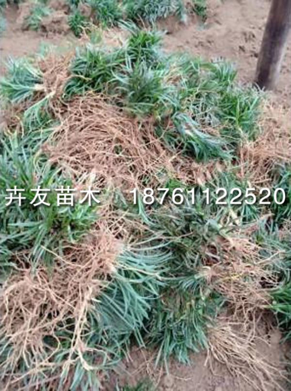 u=1835338191,1869345728&fm=199&app=68&f=JPEG