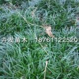 沭陽(yáng)玉龍草價(jià)格？玉龍草小苗多少錢(qián)一棵