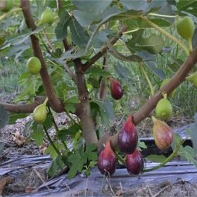 布兰瑞克无花果苗基地批发价格实生占地苗