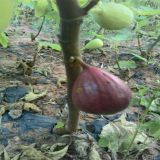 金傲芬無(wú)花果苗種植基地質(zhì)量真不錯(cuò)