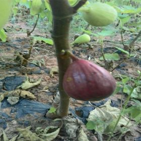 金傲芬无花果苗种植基地质量真不错